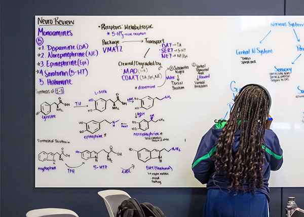 A student with long braids and headphones writes neurochemistry notes for a 'Neuro Review' on a large whiteboard.