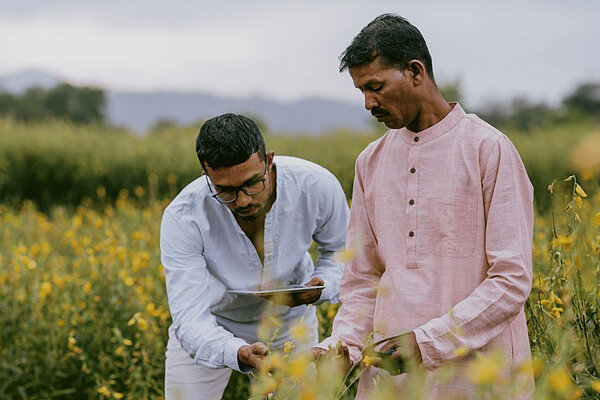 Two men examine yellow wildflowers in a field.